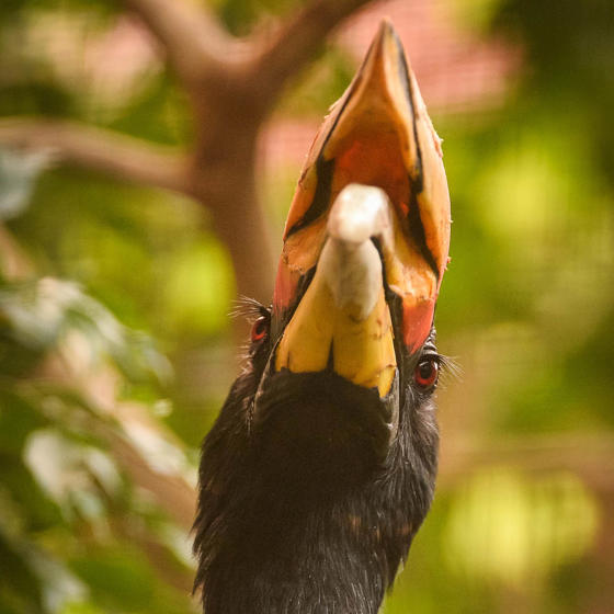 Rhinoceros Hornbill 3