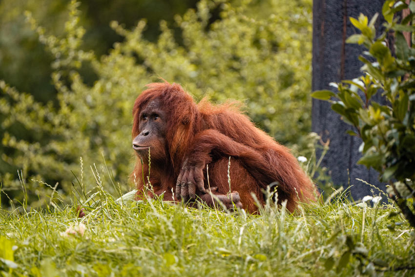 Sumatran Orangutan 1 Autumn 2024