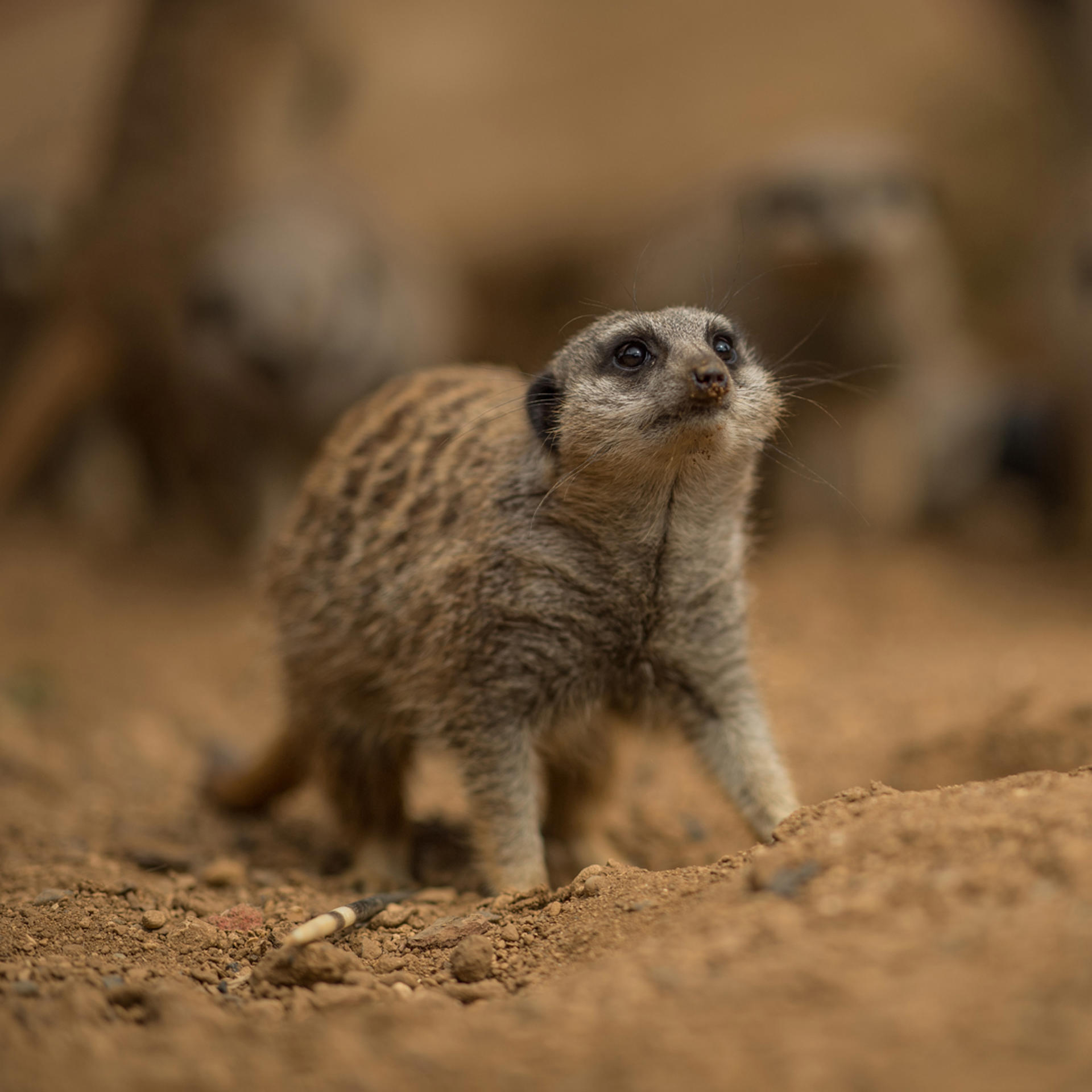 Meerkat at Chester Zoo