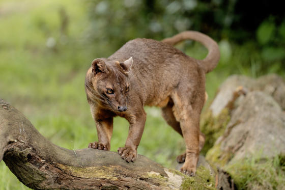 Zaza The Fossa 6