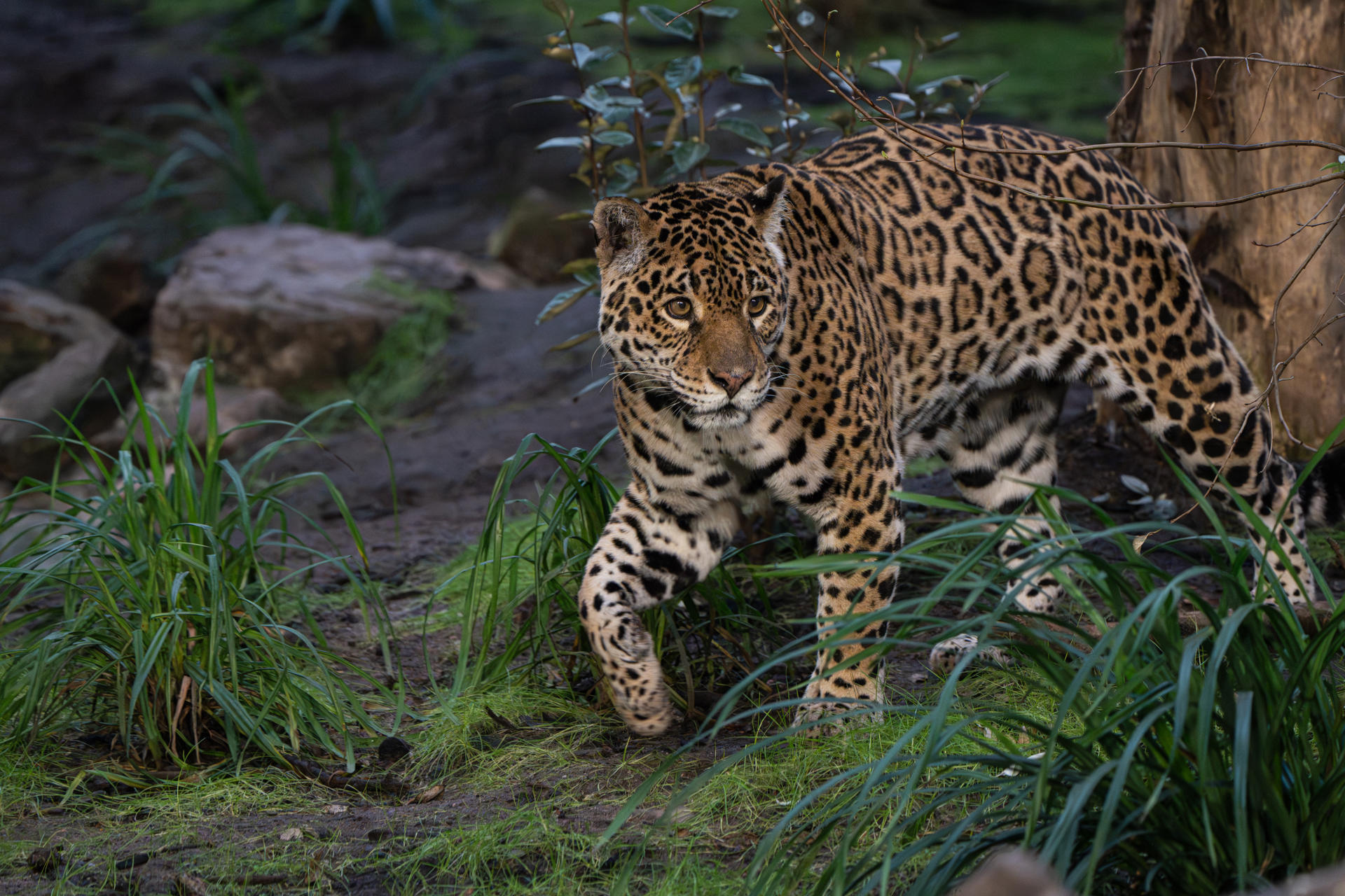 Mother And Son Jaguar Duo Bonita And Remi Explore Their New Retirement Home At Chester Zoo. Pictured Bonita3