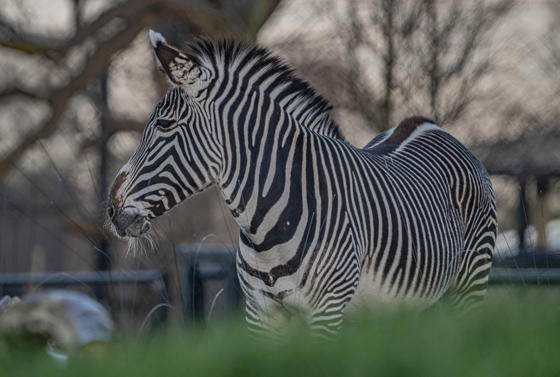 Grevy's Zebra 008