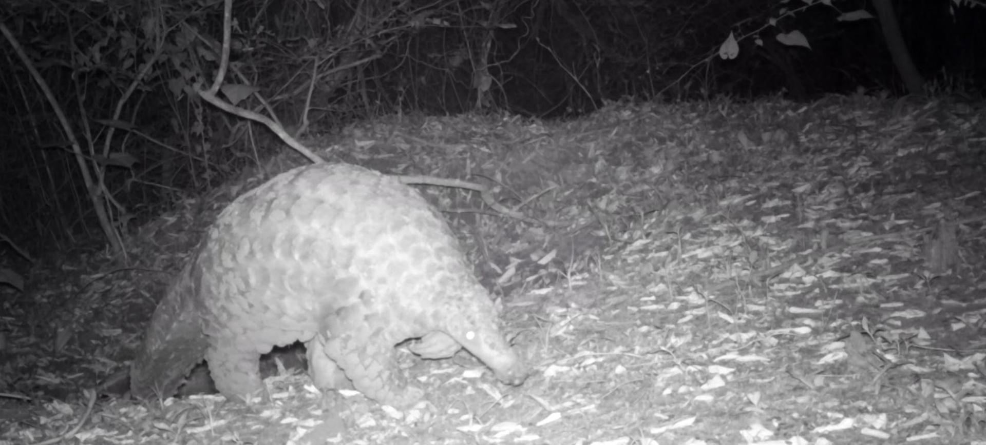 Pangolin CT
