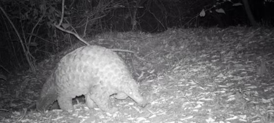 Pangolin CT