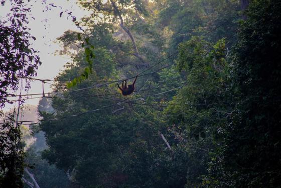 Orangutan Uses Bridge Built By Chester Zoo Conservationists To Access Fragmented Rainforest Habitat (C) Clark Andkerson