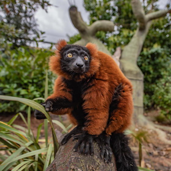Red Ruffed Lemur 3