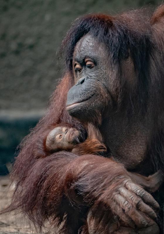 Critically Endangered Bornean Orangutan Is Born To Mum Leia At Chester Zoo 2