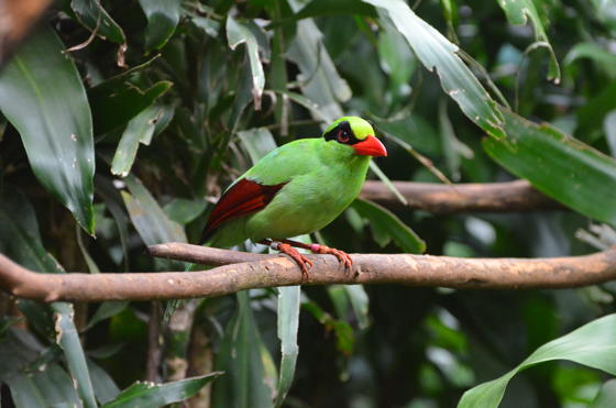 Chester Zoo And Partners Create Plan To Save Javan Green Magpie Taken In Chikananga, Indonesia
