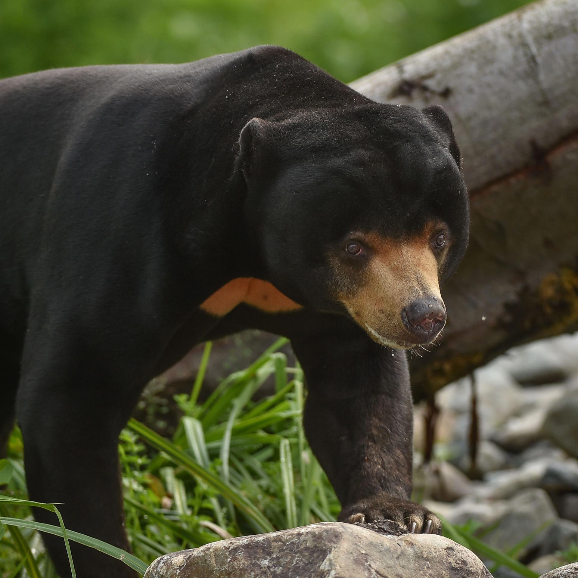 Sun Bear At Chester Zoo