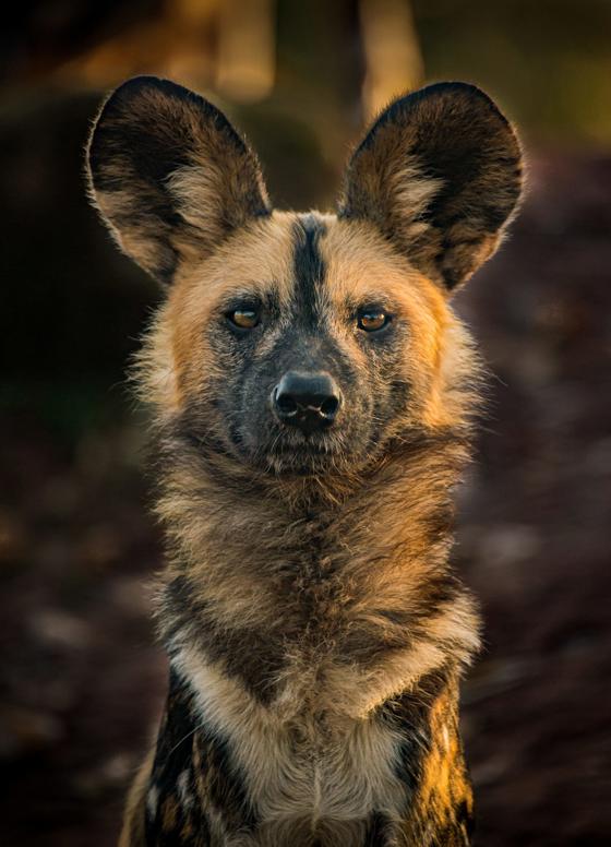 African Painted Dog 3