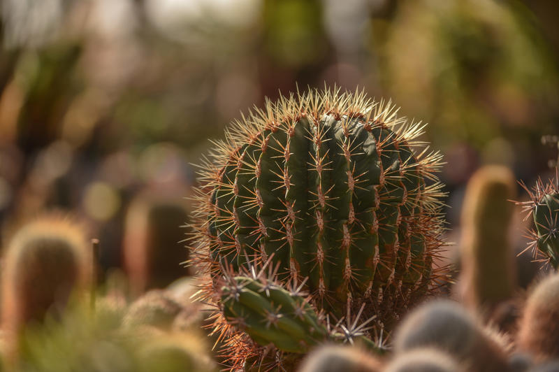 Plants001