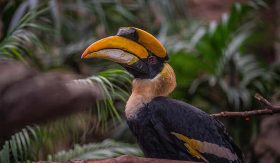 Great Hornbill 1