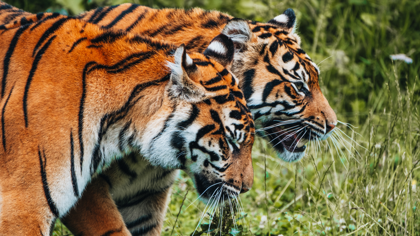 Tigers At Chester Zoo