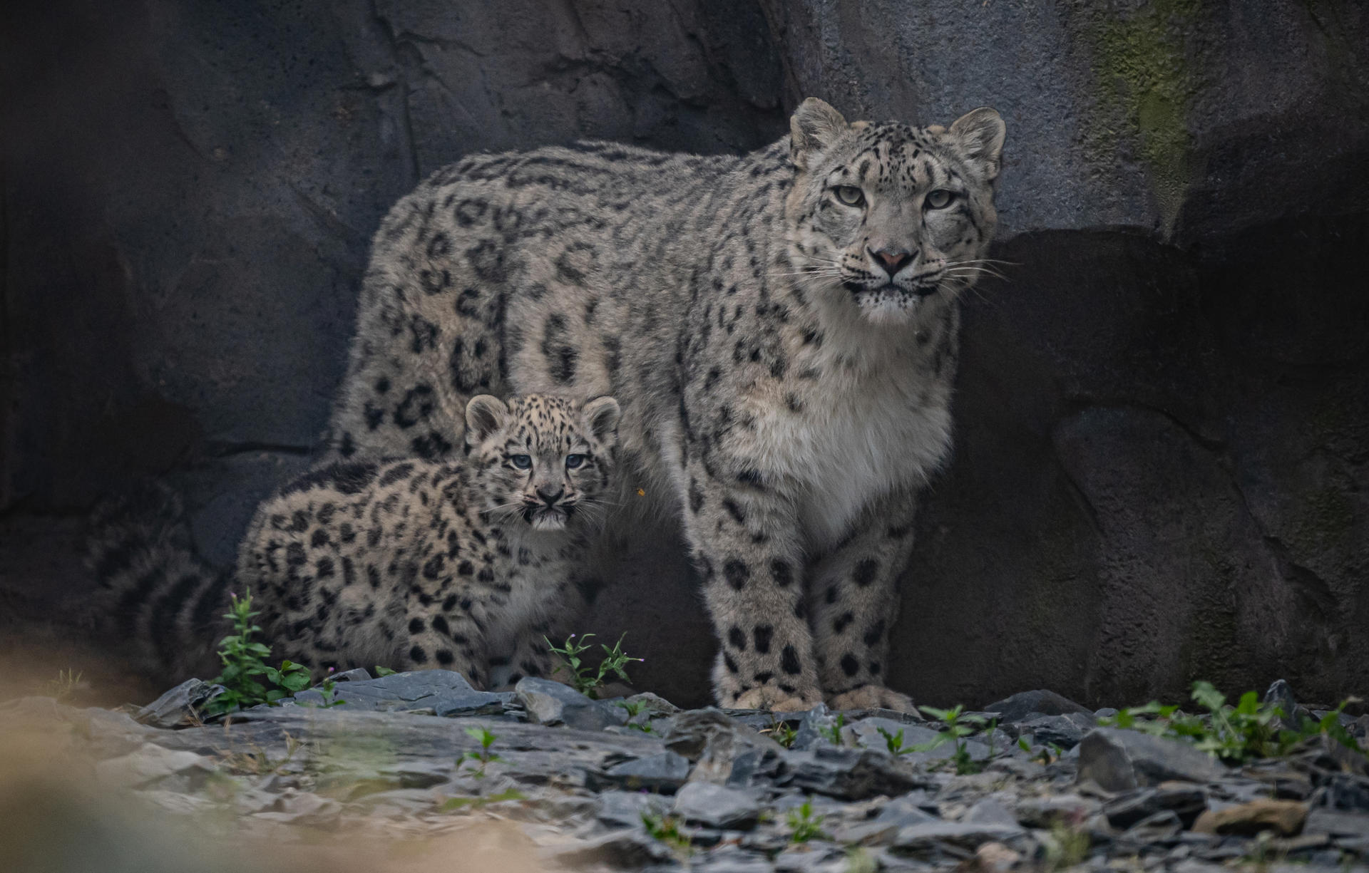 Snowleopards 4