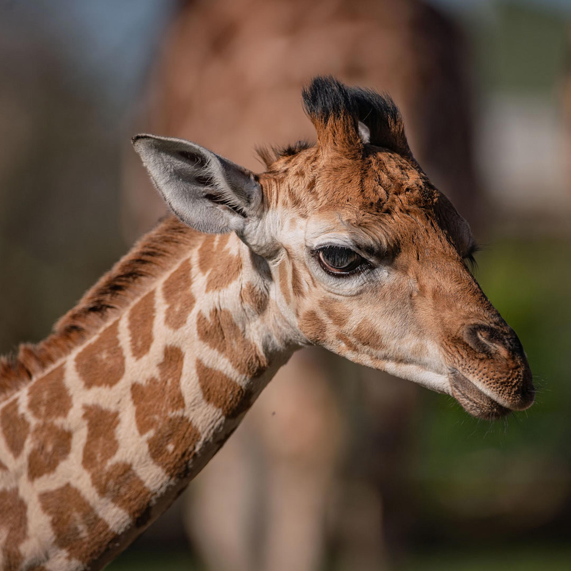 Rothchilds Giraffe At The Zoo 4
