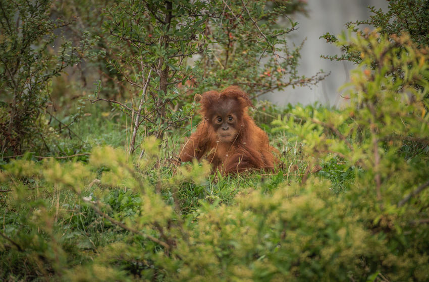 6. Kesuma The Sumatran Orangutan (2)