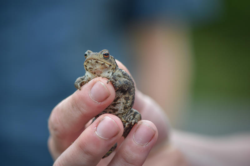Chester Zoo's Wildlife Champions Get To Grips With Natterjack Toads