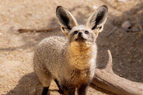 Bat Eared Fox 5