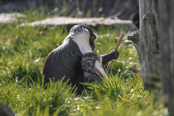 Roloway Monkey Becomes A Mother After Recovering From Pioneering Surgery Lagertha And Masaya 2