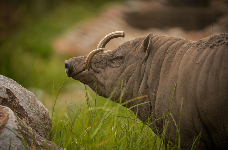 Babirusa 2