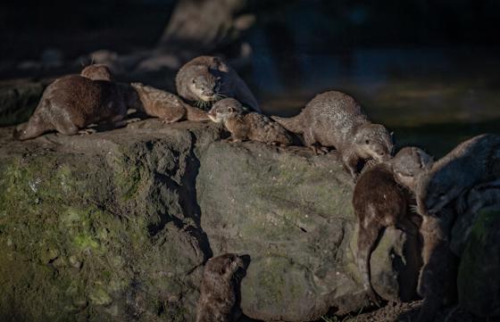 Asian Short Clawed Otter 2