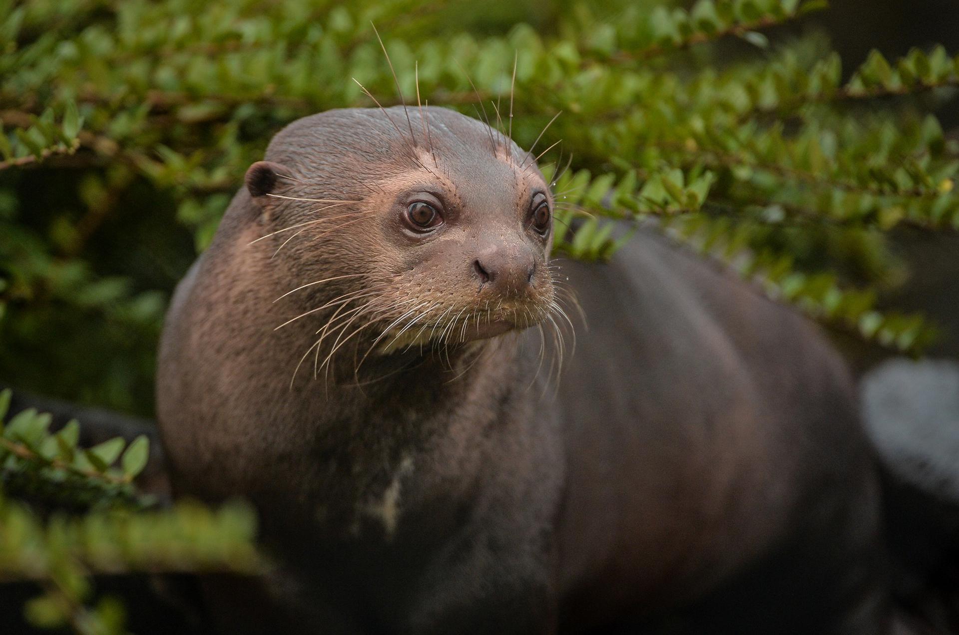 34 Endangered Giant Otter Diego Junior Arrives At Chester Zoo (32)