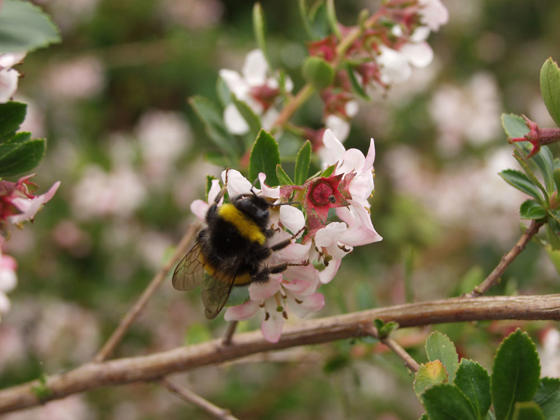 Bumble Bee Hints And Tips Blog Image