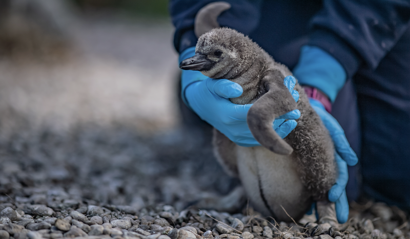 Humboldt penguin chick at Chester Zoo