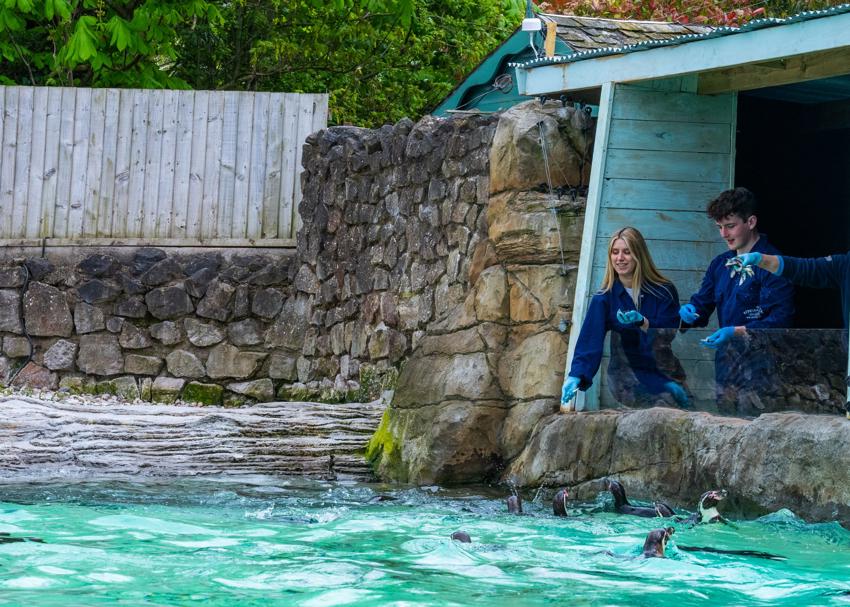 Penguin Cove 8 Scaled