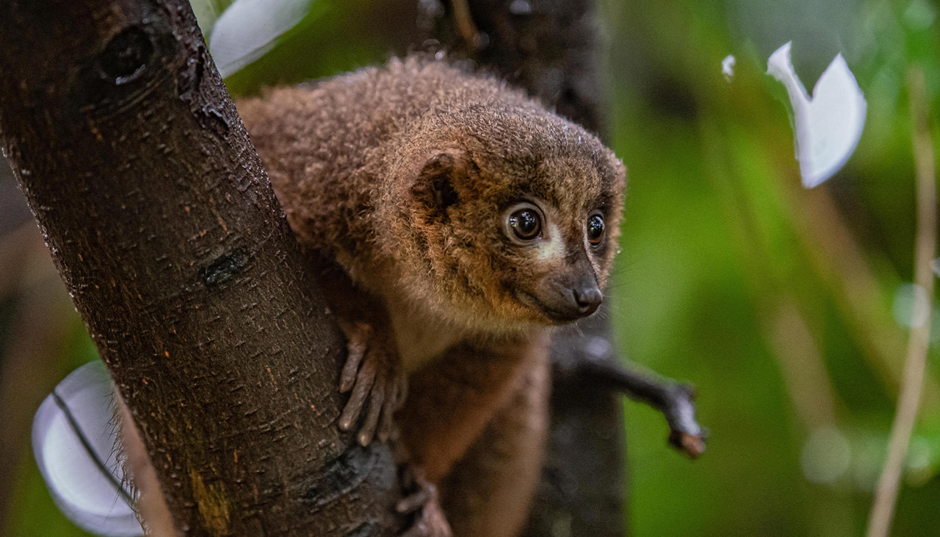 Red-bellied lemur at Chester Zoo