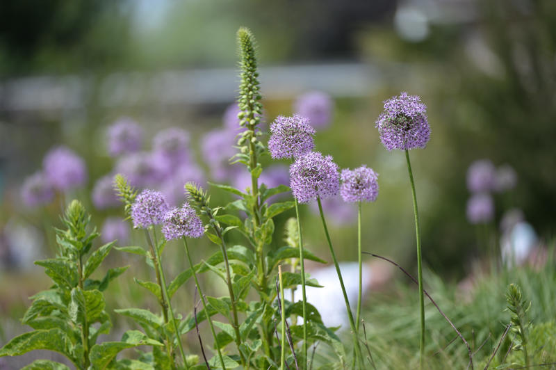 Flowers in Chester Zoo Gardens