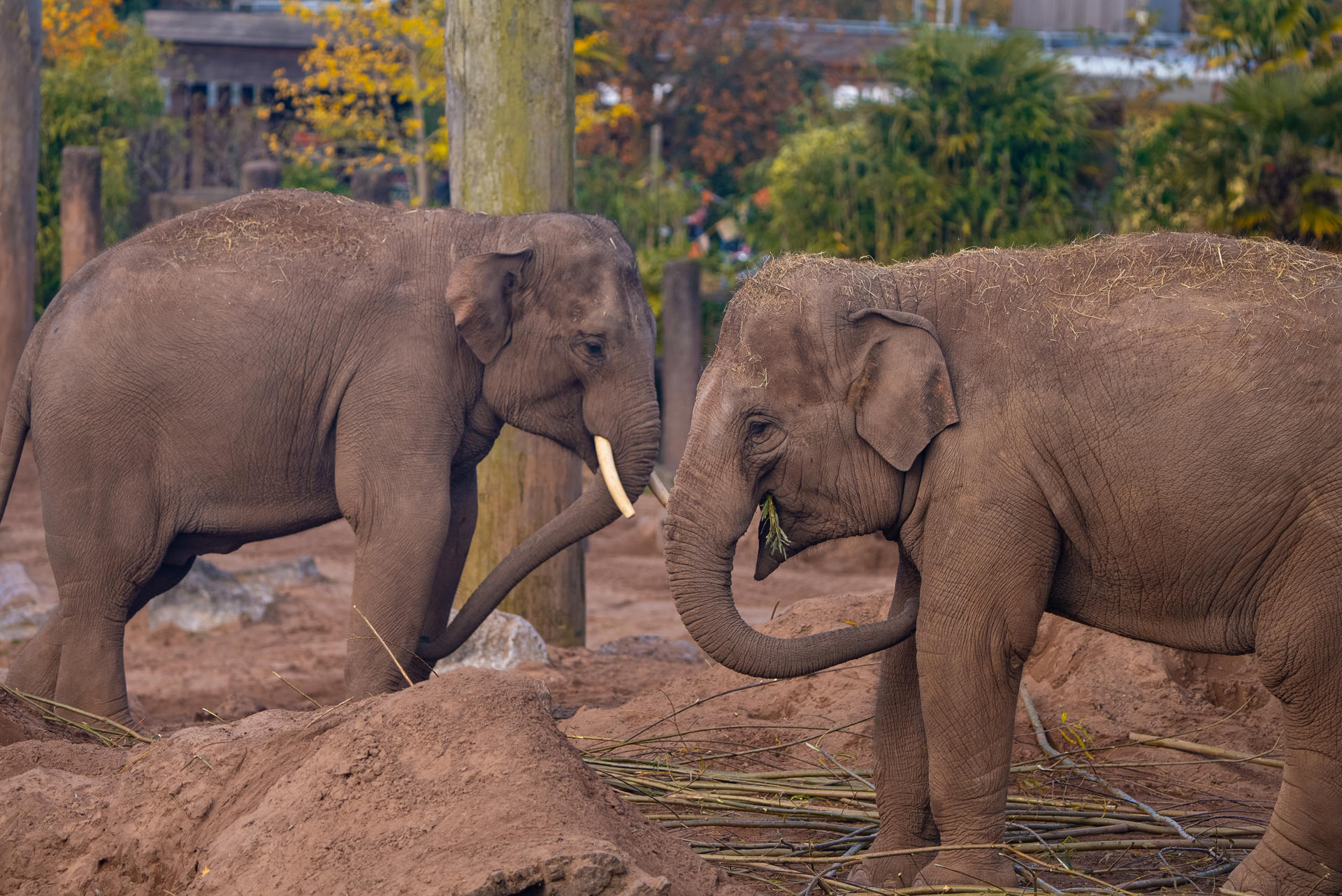 Elephant Oct 2024 (2)