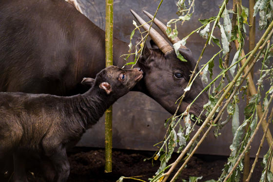 A Rare Anoa Calf Just Three Days After Being Born At Chester Zoo10