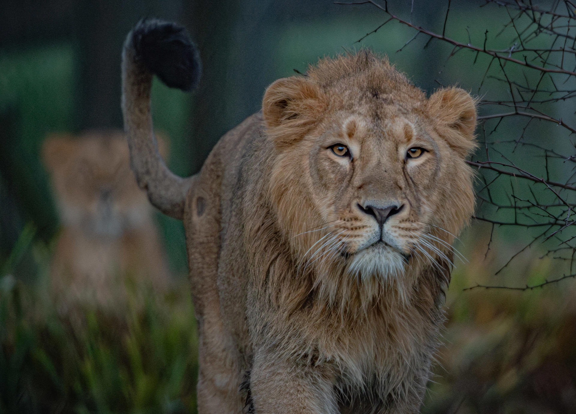 Asiatic Lion, Nilay(21)