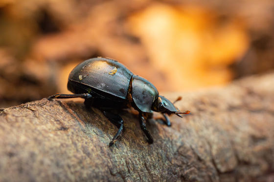 Plum Dung Beetle 5