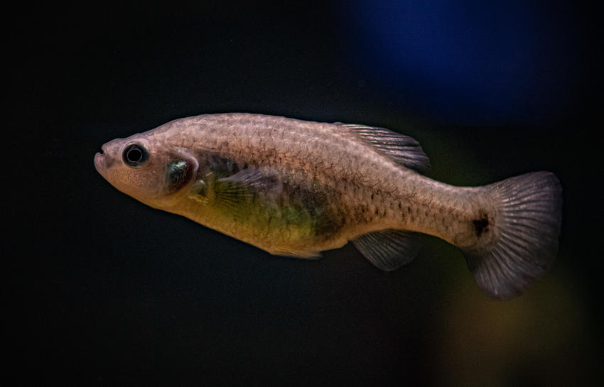 Tequila Splitfin (Zoogoneticus Tequila)3