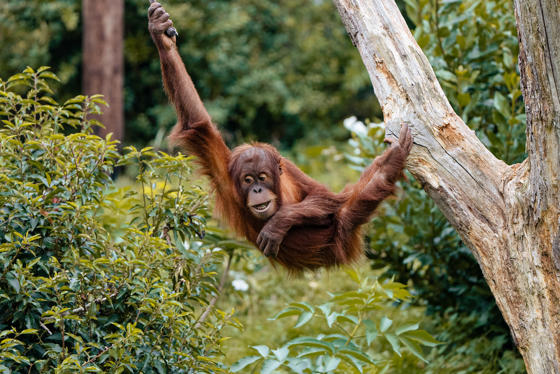 Sumatran Orangutan Photo
