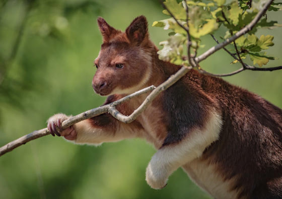 Tree Kangaroo