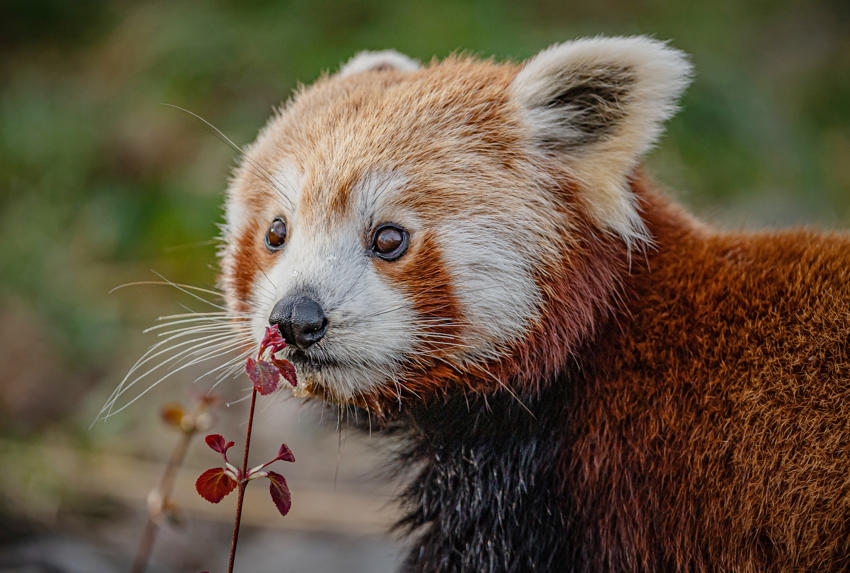 Akashi The Red Panda Has Arrived At Chester Zoo To Help Safeguard Her Species From Extinction 12