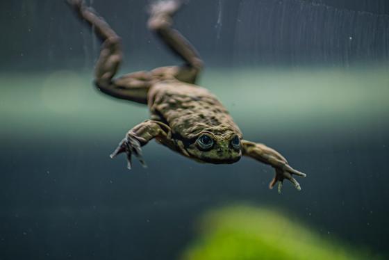 Lake Titicaca Frog 3