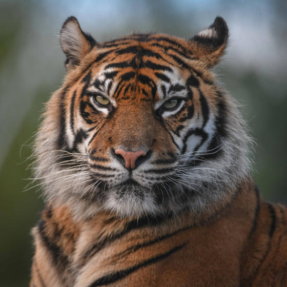 2017 Sumatran Tiger Kirana In The Zoo Square