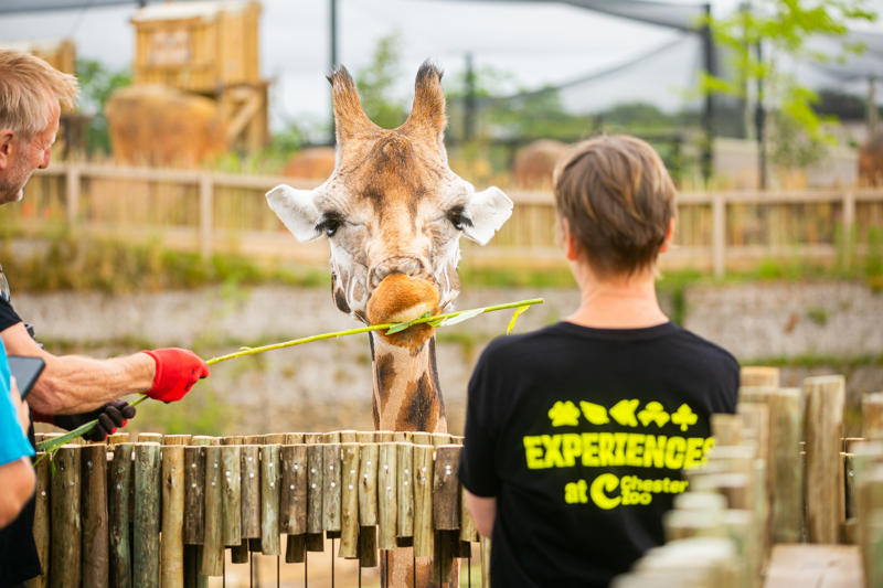 New Giraffe Experience 009