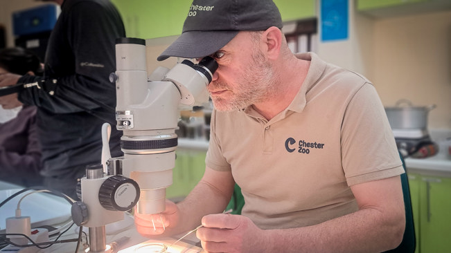 Photo shows a man with Chester Zoo branded shirt and cap looking into a microscope. He is holding tweezers and is looking at magnified seeds