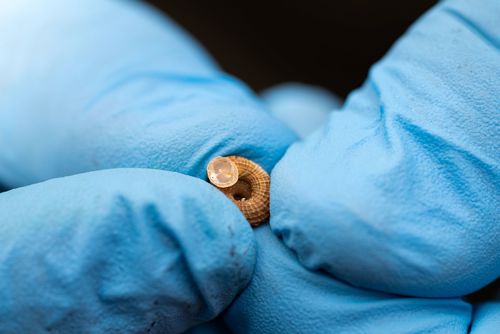 Hands wearing blue glove holding a Desertas Island Snail