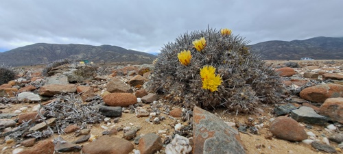 A blooming copiapoa cactus in situ on a rocky plain