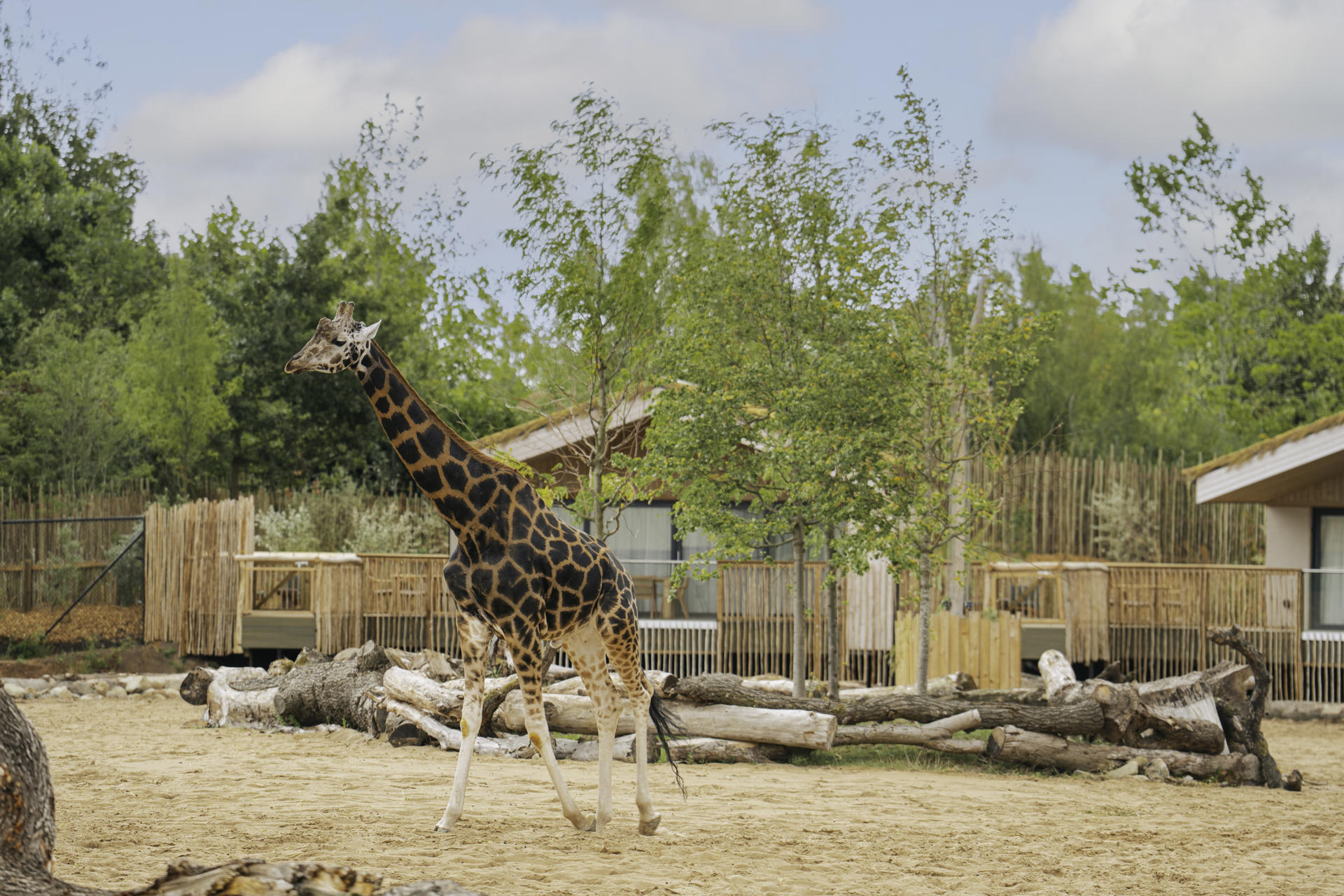 Copy Of The Reserve At Chester Zoo Is Set To Welcome Its First Guests This August6