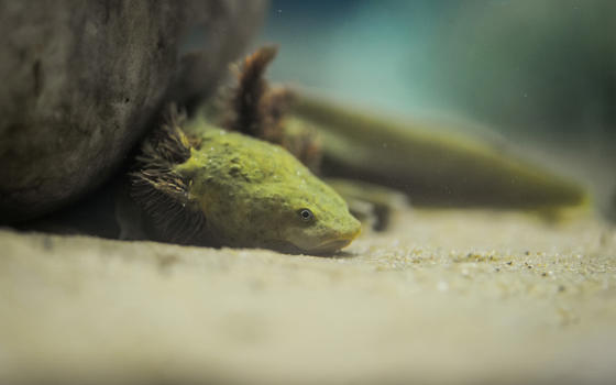 Lake Patzcuaro Salamanders At Chester Zoo (12)