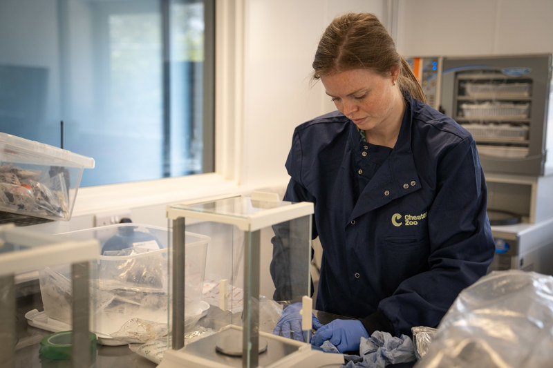 Photo shows Veronica Cowl, a woman with brown hair and wearing a Chester Zoo lab coat, working in a lab. She is surrounded by bags of samples.
