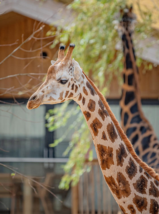 The Reserve At Chester Zoo Is Set To Welcome Its First Guests This August (20) Giraffe (1)