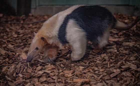 Tamandua 3